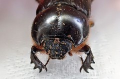 Semanopterus