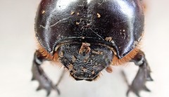 Semanopterus