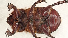 Semanopterus
