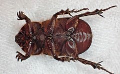 Semanopterus
