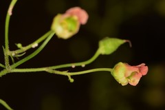 Scrophularia parviflora