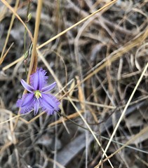 Thysanotus baueri