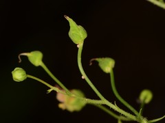 Scrophularia parviflora