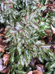 Berberis aquifolium