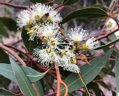 Eucalyptus socialis