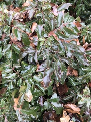 Berberis aquifolium
