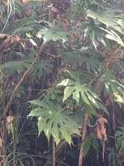 Fatsia