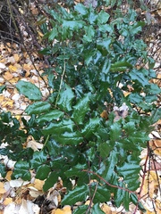 Berberis aquifolium