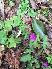 Geranium nepalense thunbergii