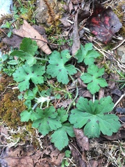 Geranium nepalense thunbergii