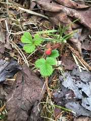 Fragaria hayatae