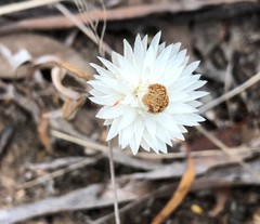 Helichrysum leucopsideum