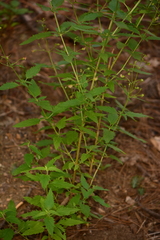 Scrophularia parviflora