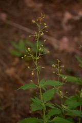 Scrophularia parviflora