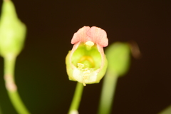 Scrophularia parviflora