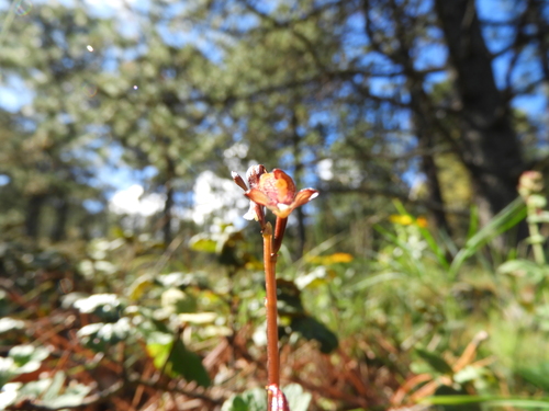 Corallorhiza bulbosa (Corallorhiza bulbosa)