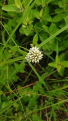 Cyperus dubius