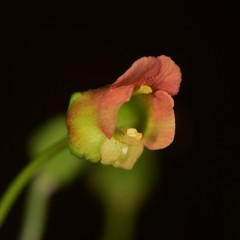 Scrophularia parviflora