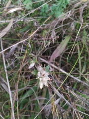 Anthyllis vulneraria polyphylla