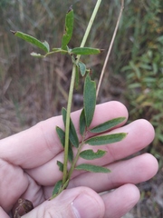 Anthyllis vulneraria polyphylla