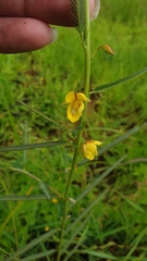 Chamaecrista plumosa