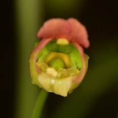 Scrophularia parviflora