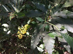 Senecio scandens incisus