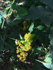 Senecio scandens incisus