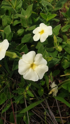 Natal Primrose (Thunbergia atriplicifolia)