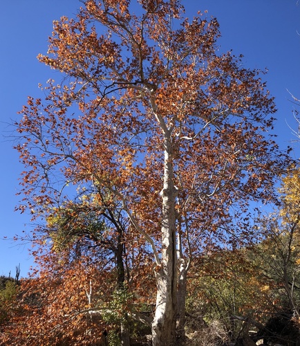 Arizona sycamore