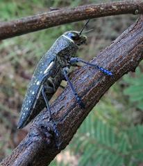 Lampetis auropunctata