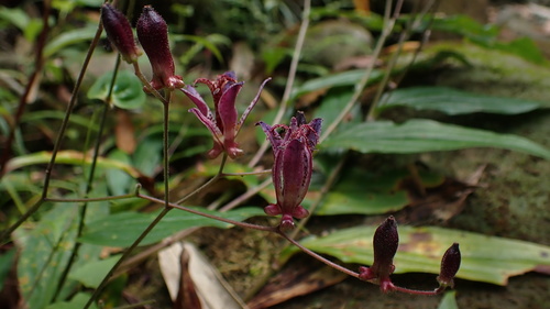 Tricyrtis formosana