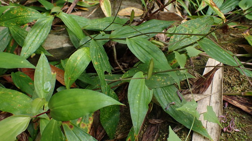 Tricyrtis formosana