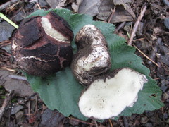 Rhizopogon rubescens