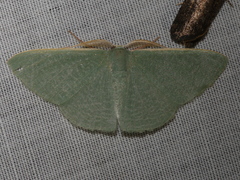 Prasinocyma ocyptera