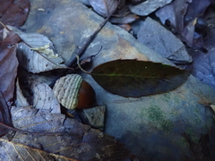 Quercus stenophylloides