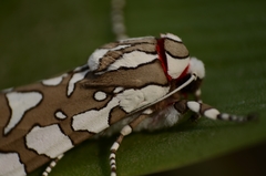 Arachnis dilecta