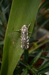 Arachnis dilecta