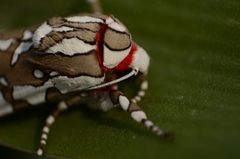 Arachnis dilecta