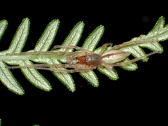 Cheiracanthium gracile