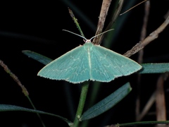 Chlorocoma melocrossa