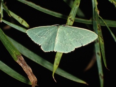 Chlorocoma melocrossa