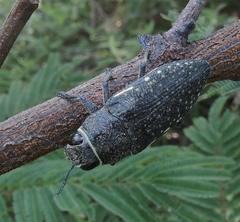Lampetis auropunctata