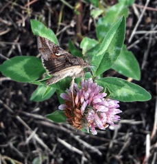 Autographa gamma