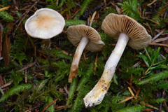 Cortinarius oregonensis