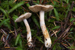Cortinarius oregonensis