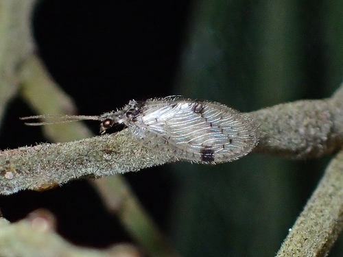 Carobius pulchellus