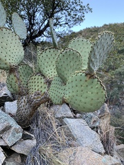 Opuntia chlorotica