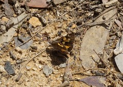 Trapezites phigalioides