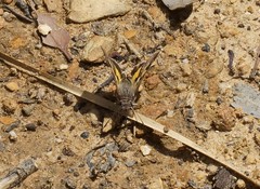 Trapezites phigalioides